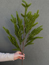 36" Norfolk Pine Branch