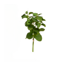  Mint Herb Stem