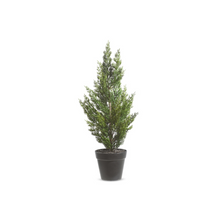  21" Potted Cedar Tree