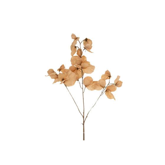 Sweet Pea Stem