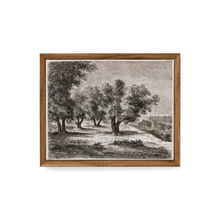  Olive Trees Canvas Framed Print