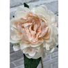 23" Blush Peony Stem