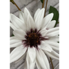 32" White Black-Eye Susan Stem