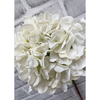 23" White Dried Look Hydrangea Stem
