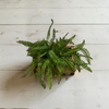 18" Boston Sword Fern Bush