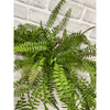 18" Boston Sword Fern Bush