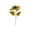 Harvest Sunflower Stem