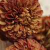 Pompom Dahlia Stem - Brown