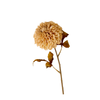 Pompom Dahlia Stem - Cream