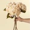 Hydrangea Floral Stem - Cream