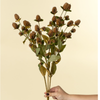Globe Amaranth Spray