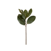 Magnolia Leaf Branch