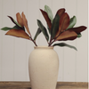 Magnolia Leaf Branch