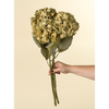 Hydrangea Floral Stem - Green
