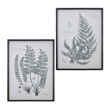  Framed Fern Print